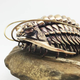 Illustration for article titled These 3D Printed Trilobites Are Absolutely Stunning